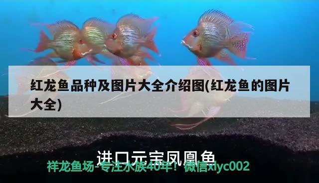 上海鱼缸制作工厂地址电话：上海鱼缸厂家 麦肯斯银版鱼