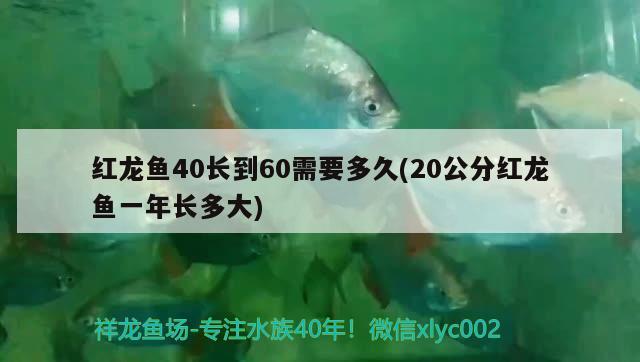 红龙鱼40长到60需要多久(20公分红龙鱼一年长多大)