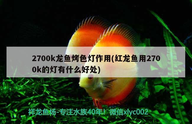 2700k龙鱼烤色灯作用(红龙鱼用2700k的灯有什么好处)
