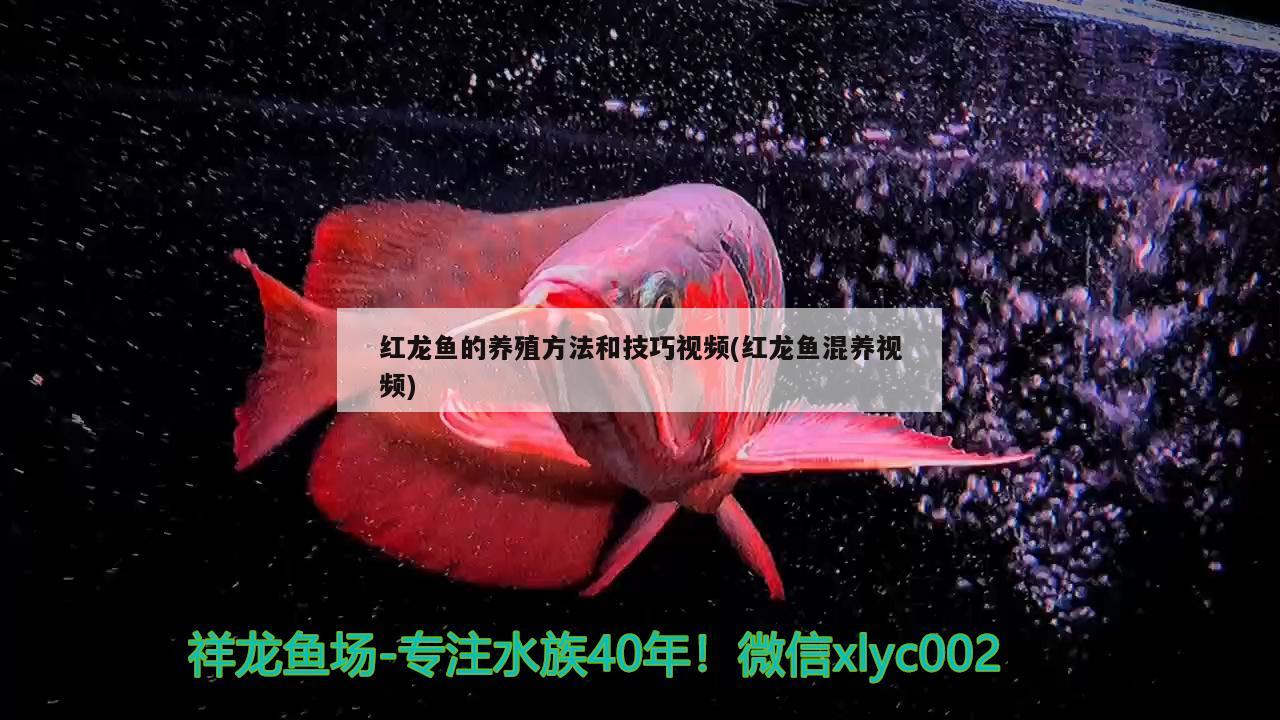 红龙鱼的养殖方法和技巧视频(红龙鱼混养视频)