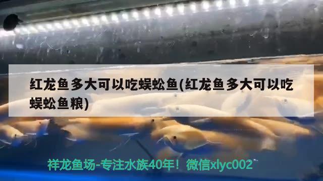 红龙鱼多大可以吃蜈蚣鱼(红龙鱼多大可以吃蜈蚣鱼粮) 熊猫异形鱼L46
