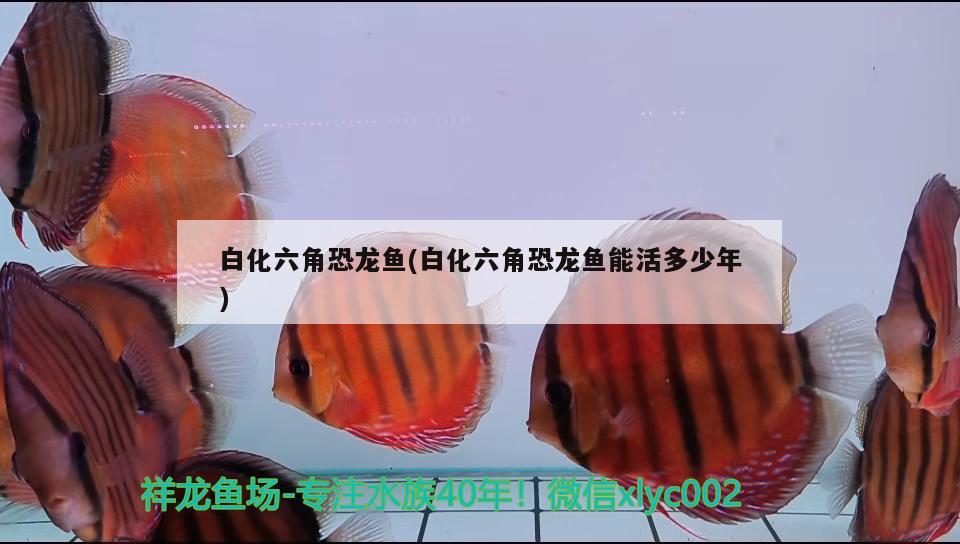 河南郑州鱼缸制作哪家专业，郑州搬鱼缸比较专业的是哪家 养鱼的好处 第2张