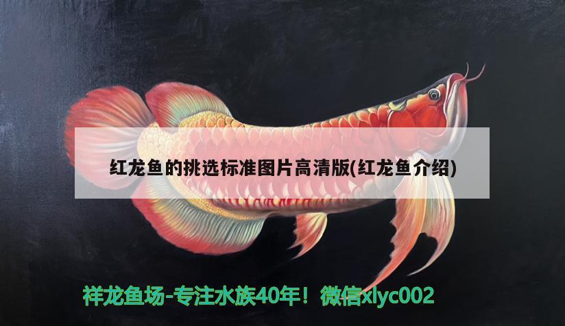 红龙鱼的挑选标准图片高清版(红龙鱼介绍) 银龙鱼