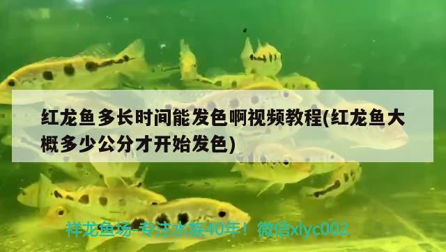 广东租机侠商务服务有限公司 观赏鱼企业目录 第3张