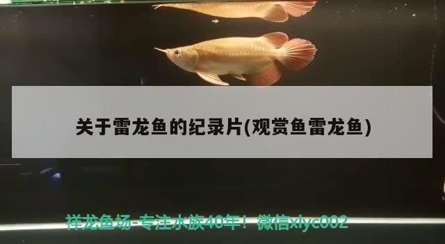 关于雷龙鱼的纪录片(观赏鱼雷龙鱼) 银龙鱼苗