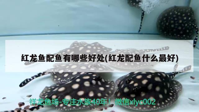 底滤鱼缸能做造景吗视频：底滤鱼缸适不适合造景 广州水族批发市场 第3张