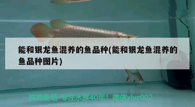 能和银龙鱼混养的鱼品种(能和银龙鱼混养的鱼品种图片) 银龙鱼
