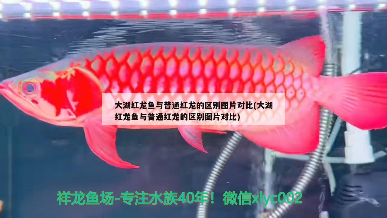大湖红龙鱼与普通红龙的区别图片对比(大湖红龙鱼与普通红龙的区别图片对比)
