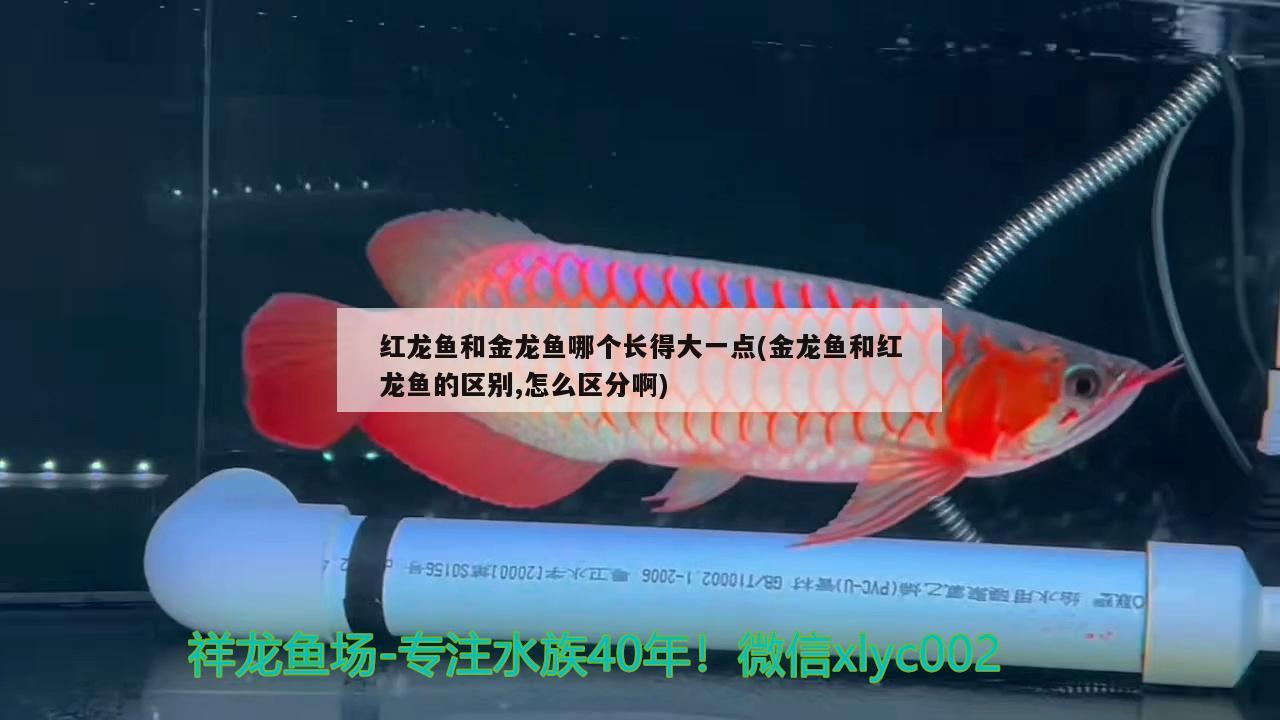 红龙鱼和金龙鱼哪个长得大一点(金龙鱼和红龙鱼的区别,怎么区分啊)