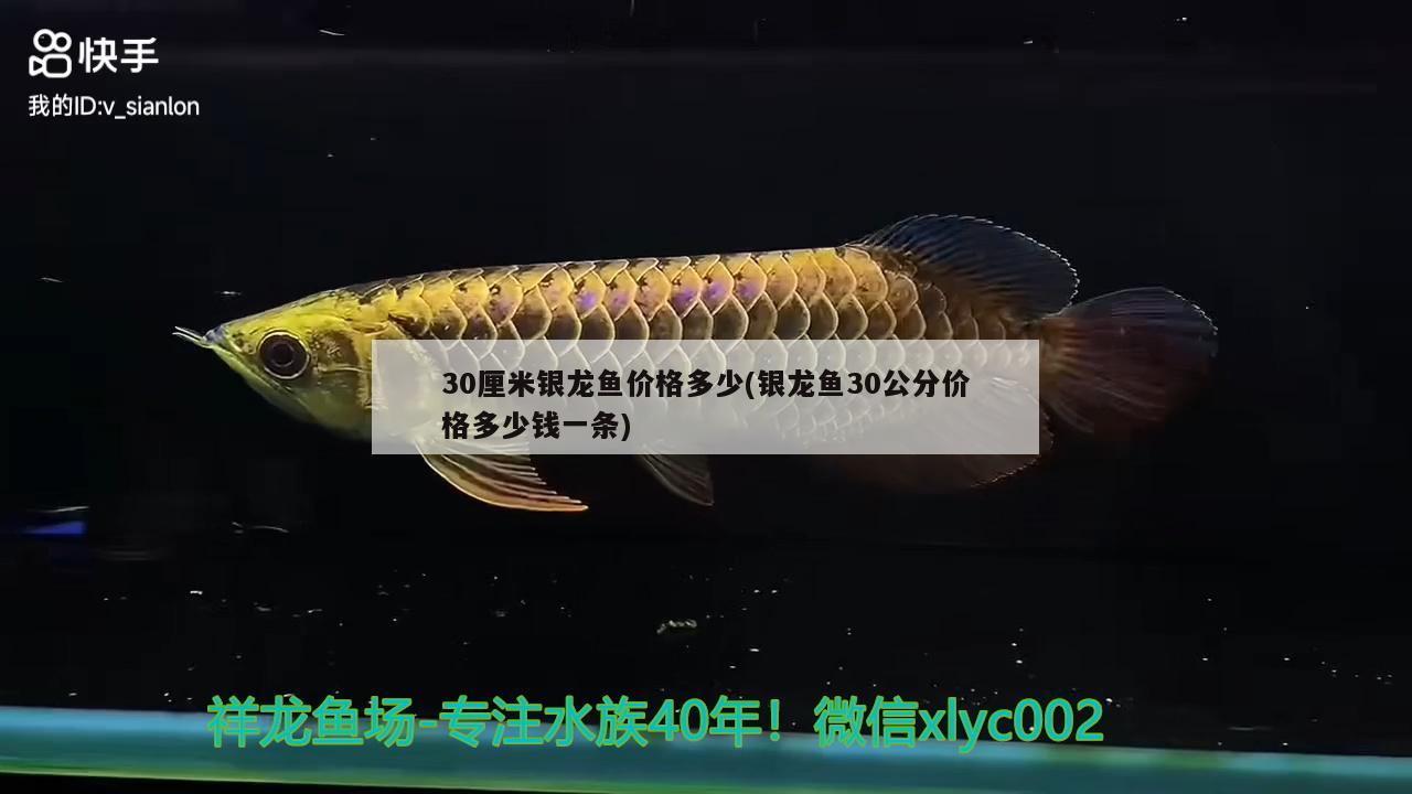 30厘米银龙鱼价格多少(银龙鱼30公分价格多少钱一条) 银龙鱼