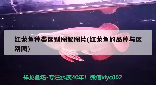 红龙鱼种类区别图解图片(红龙鱼的品种与区别图) 除藻剂