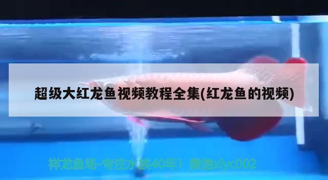 超级大红龙鱼视频教程全集(红龙鱼的视频)