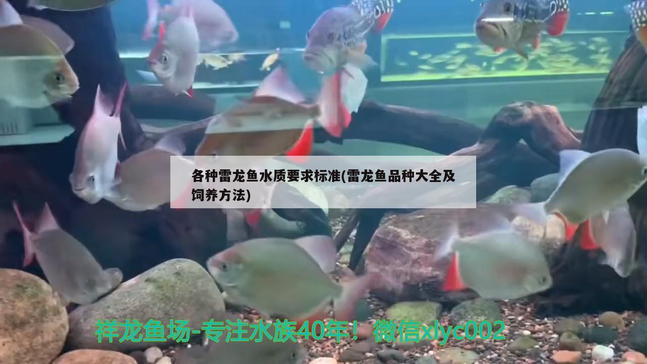 各种雷龙鱼水质要求标准(雷龙鱼品种大全及饲养方法) 大日玉鲭鱼