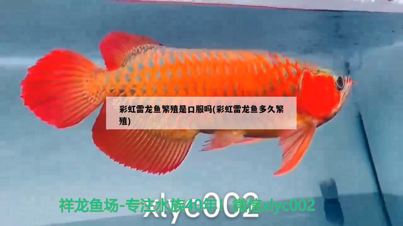 彩虹雷龙鱼繁殖是口服吗(彩虹雷龙鱼多久繁殖) 细线银版鱼