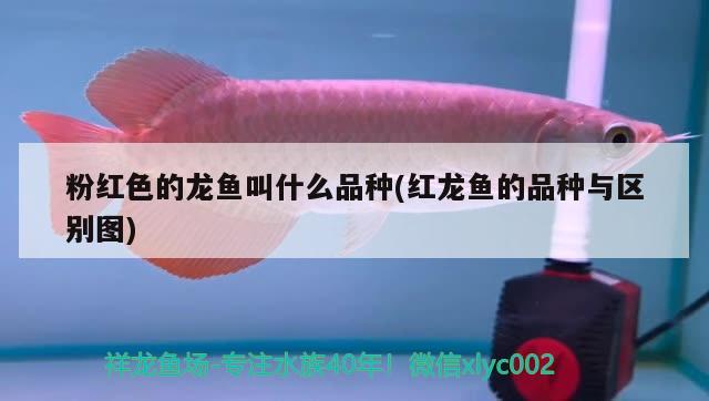 粉红色的龙鱼叫什么品种(红龙鱼的品种与区别图) 白化火箭