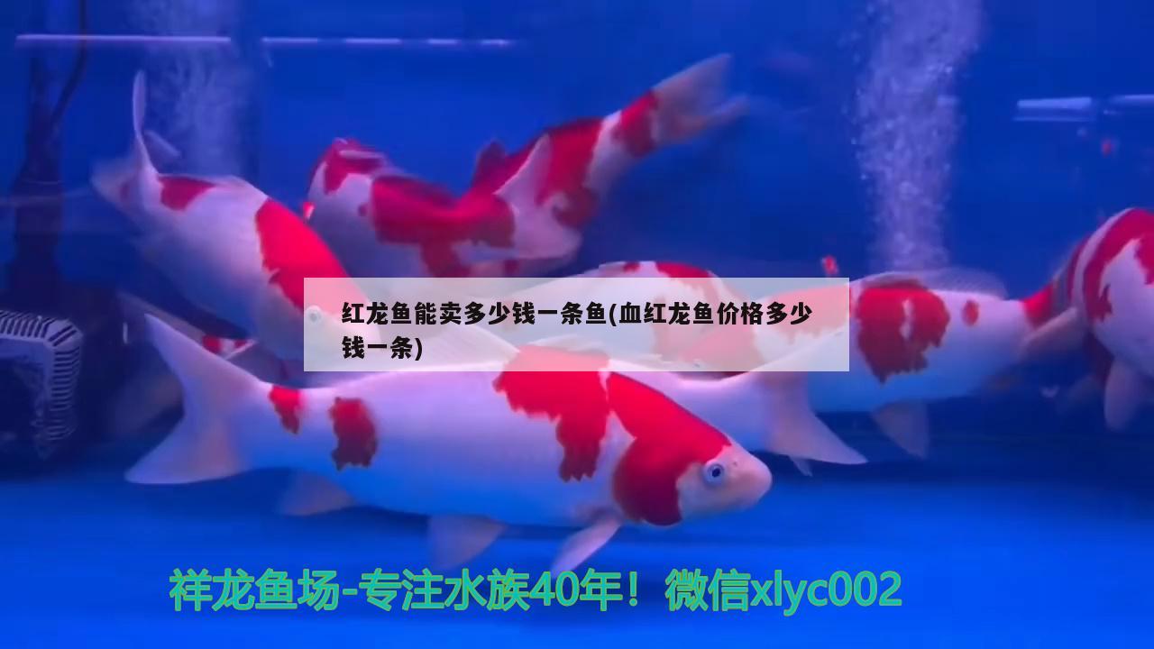 红龙鱼能卖多少钱一条鱼(血红龙鱼价格多少钱一条) 高背金龙鱼