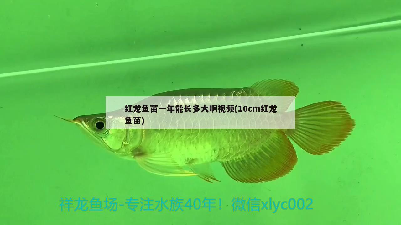 红龙鱼苗一年能长多大啊视频(10cm红龙鱼苗) 刀鱼鱼 第1张