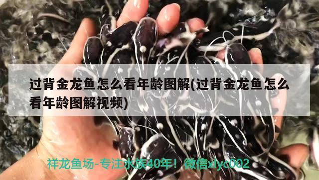 杭州鱼缸养护招聘网站（谁了解杭州搬家公司收费情况） 白子球鲨鱼 第1张