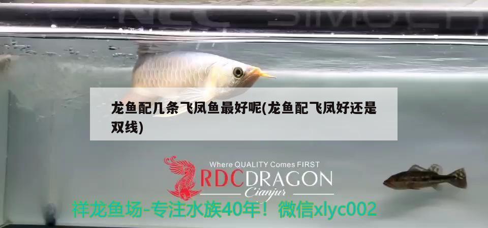 红龙鱼用什么颜色的灯光好（ 红龙鱼用什么灯发色好讲解视频） 丹顶锦鲤鱼