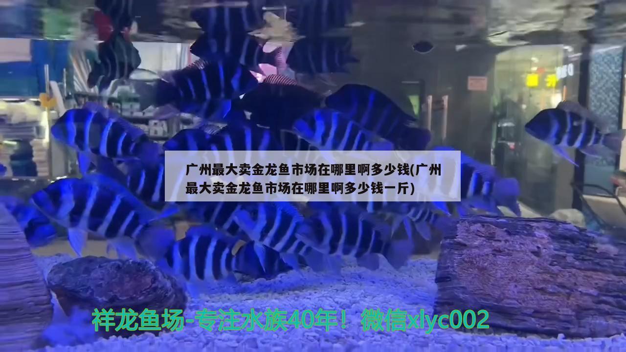 广州最大卖金龙鱼市场在哪里啊多少钱(广州最大卖金龙鱼市场在哪里啊多少钱一斤)