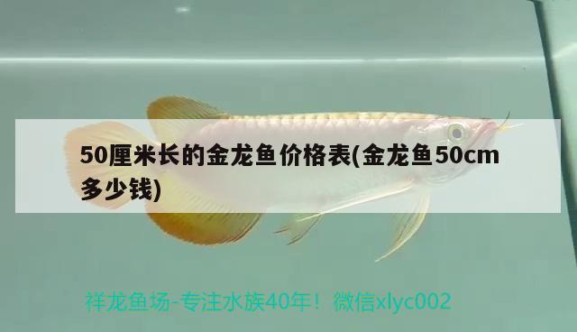 50厘米长的金龙鱼价格表(金龙鱼50cm多少钱) 虎鱼鱼苗