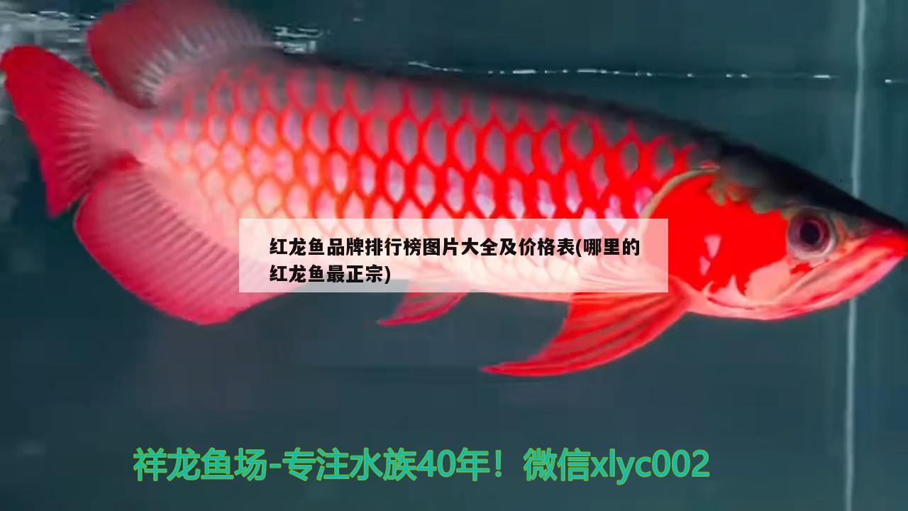 红龙鱼品牌排行榜图片大全及价格表(哪里的红龙鱼最正宗) 观赏鱼企业目录