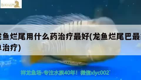 白玉龙鱼怎么养活视频(怎样养银龙鱼视频) 银龙鱼