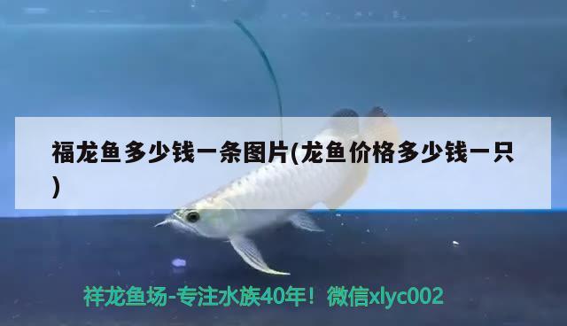 银龙鱼饲养技巧和方法视频教程：银龙鱼饲养技巧和方法视频教程下载
