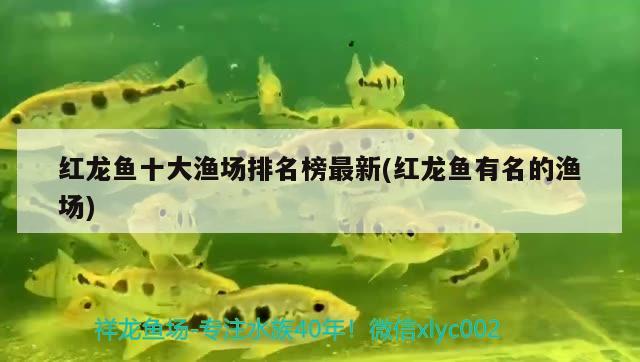 红龙鱼十大渔场排名榜最新(红龙鱼有名的渔场)