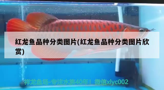 红龙鱼品种分类图片(红龙鱼品种分类图片欣赏) 暹罗巨鲤