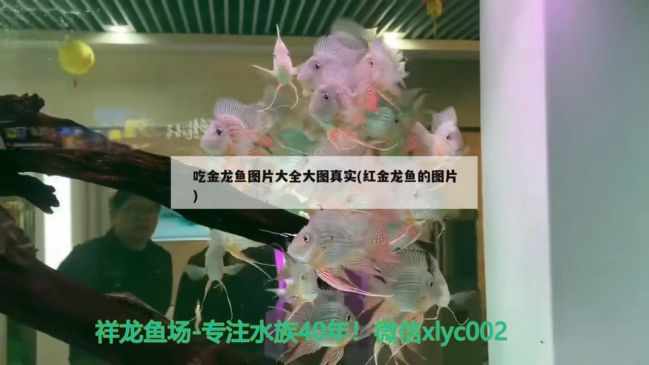 吃金龙鱼图片大全大图真实(红金龙鱼的图片) 广州水族器材滤材批发市场
