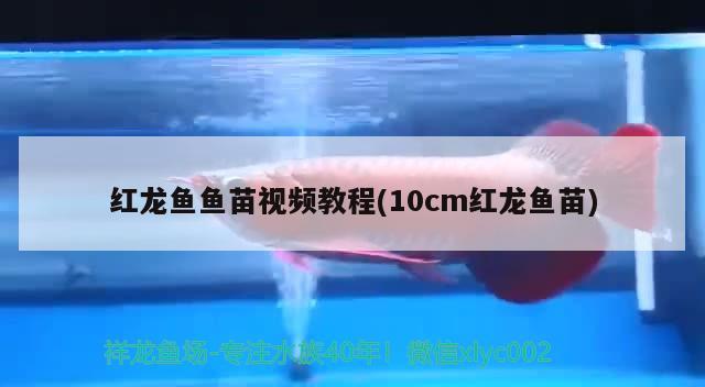 红龙鱼鱼苗视频教程(10cm红龙鱼苗)