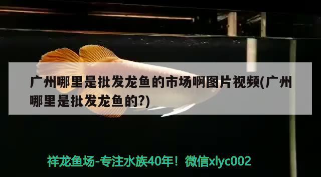 广州哪里是批发龙鱼的市场啊图片视频(广州哪里是批发龙鱼的?)