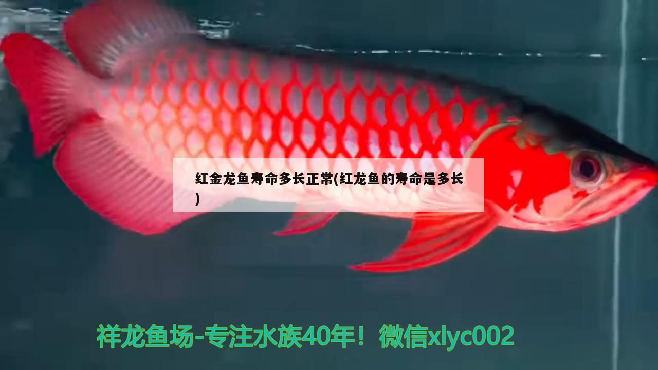 红金龙鱼寿命多长正常(红龙鱼的寿命是多长) 非洲金鼓鱼