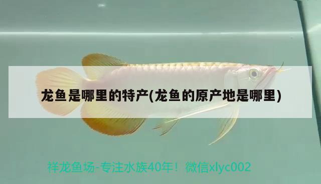 龙鱼是哪里的特产(龙鱼的原产地是哪里) 广州观赏鱼鱼苗批发市场
