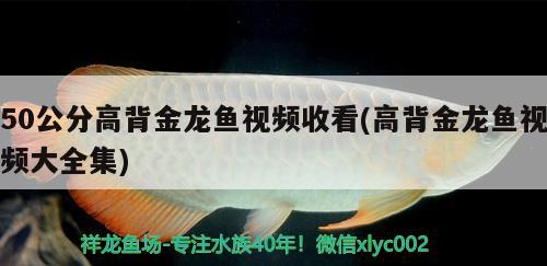 红龙鱼介绍(观赏红龙鱼)
