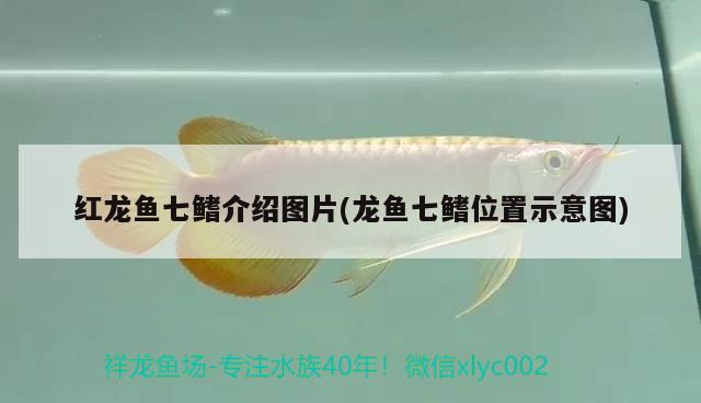 北京海洋馆游玩攻略，北京海洋馆有什么好玩的 绿皮皇冠豹鱼 第3张