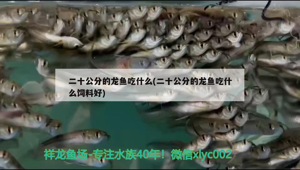 二十公分的龙鱼吃什么(二十公分的龙鱼吃什么饲料好) 祥龙超血红龙鱼