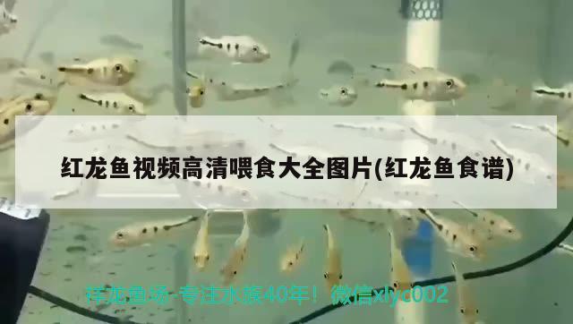 红龙鱼视频高清喂食大全图片(红龙鱼食谱) 刀鱼鱼