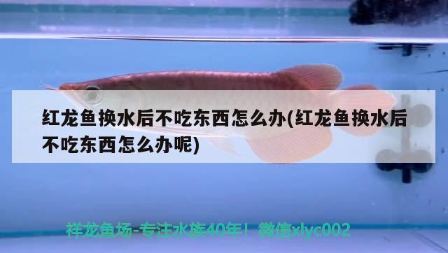 红龙鱼换水后不吃东西怎么办(红龙鱼换水后不吃东西怎么办呢) 广州水族器材滤材批发市场