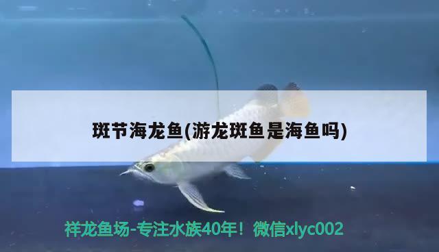 斑节海龙鱼(游龙斑鱼是海鱼吗) 女王大帆鱼