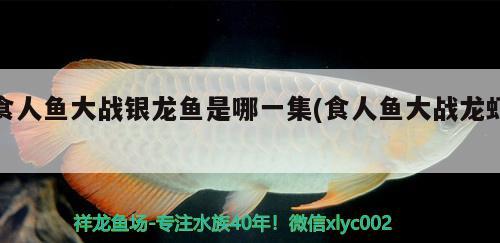 鼎湖区伟胜建材经营部 观赏鱼企业目录 第2张