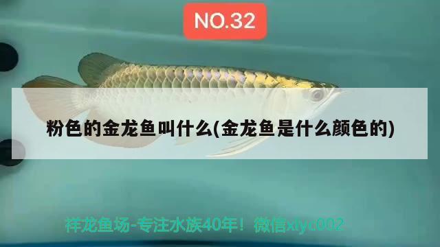 鼎湖区伟胜建材经营部 观赏鱼企业目录 第1张