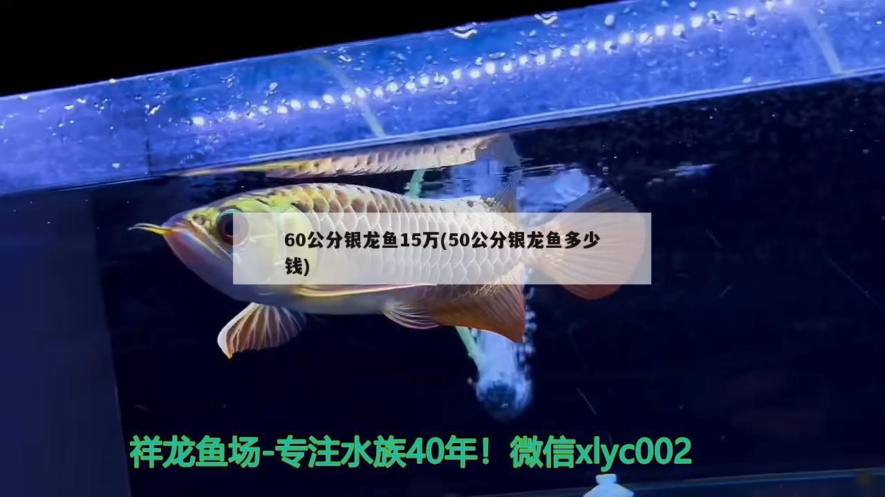 60公分银龙鱼15万(50公分银龙鱼多少钱)