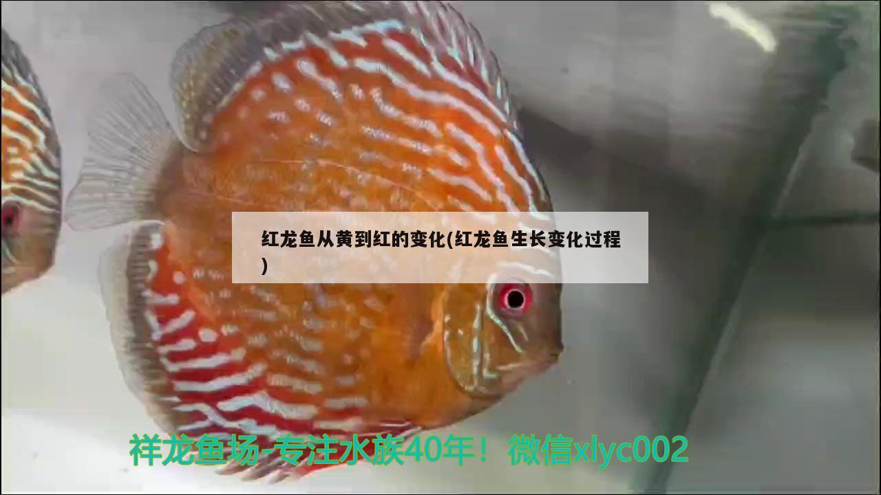 红龙鱼从黄到红的变化(红龙鱼生长变化过程)