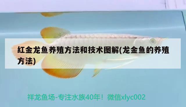 红金龙鱼养殖方法和技术图解(龙金鱼的养殖方法)