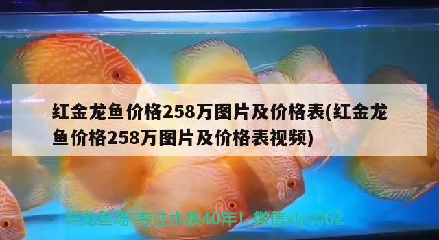 红金龙鱼价格258万图片及价格表(红金龙鱼价格258万图片及价格表视频)