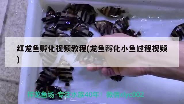 红龙鱼孵化视频教程(龙鱼孵化小鱼过程视频)