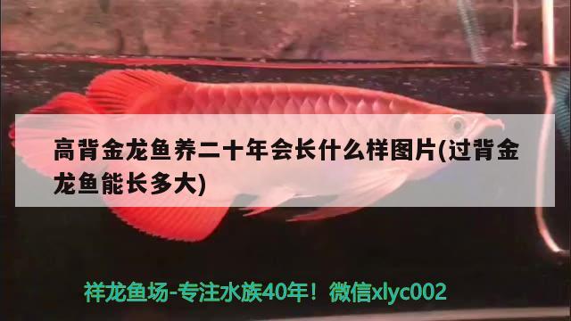 高背金龙鱼养二十年会长什么样图片(过背金龙鱼能长多大) 高背金龙鱼