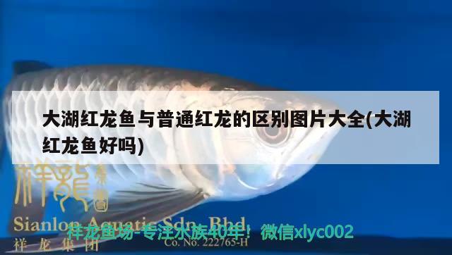 大湖红龙鱼与普通红龙的区别图片大全(大湖红龙鱼好吗)